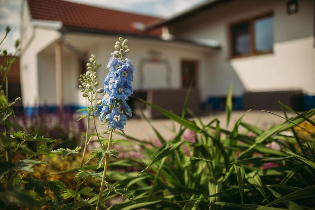 Apartman U Draba: Ubytovani Na Slovacku V Miloticich U Kyjova Milotice 外观 照片